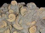 Dactylioceras Ammonite Cluster - Germany #92870-1